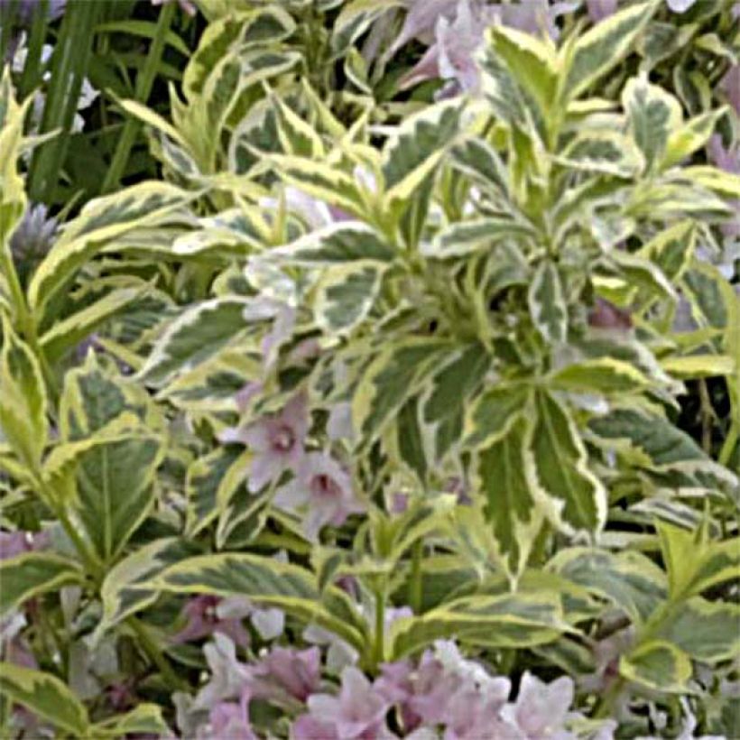 Weigela florida Nana Variegata (Follaje)