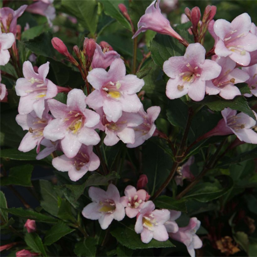 Weigela florida Polka (Floración)