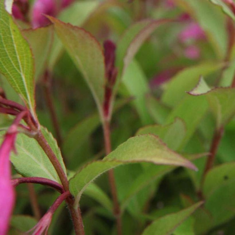 Weigela florida Princess Ayla (Follaje)