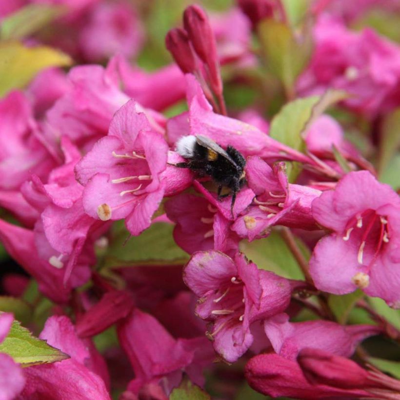 Weigela florida Princess Ayla (Floración)