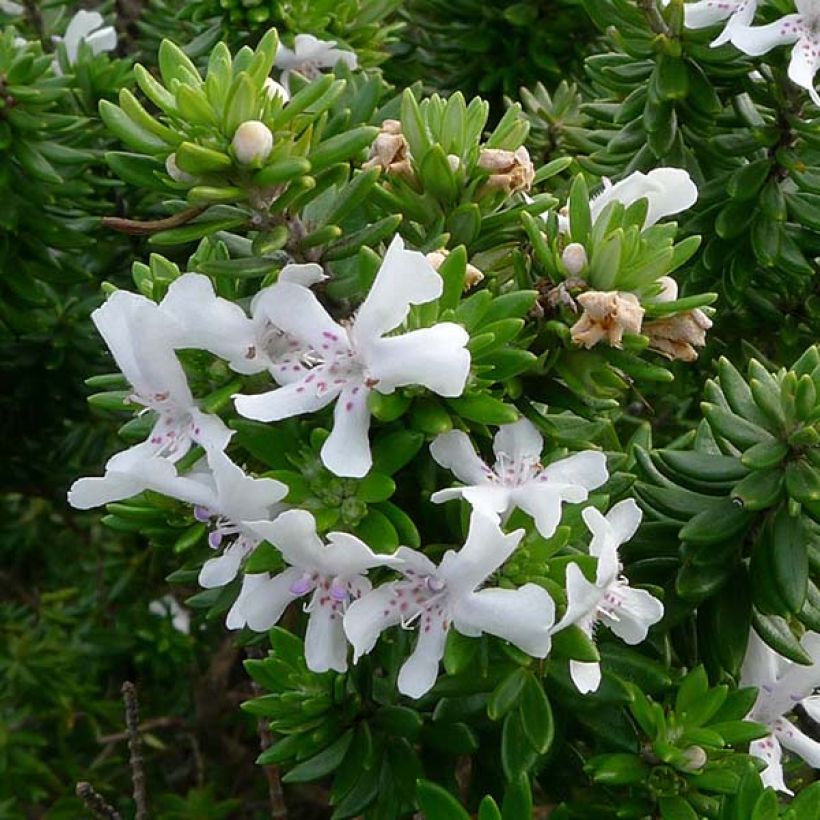 Westringia fruticosa - Romero australiano (Floración)