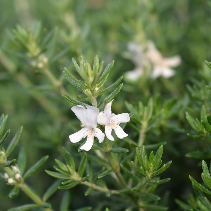 Westringia fruticosa White - Romero australiano (Floración)