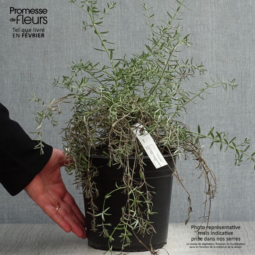 Westringia fruticosa Mundi Pot de 4L/5L Ejemplar entregado en invierno