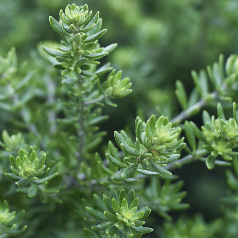 Westringia fruticosa Mundi - Romero australiano (Follaje)