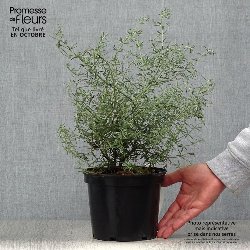 Ejemplar de Westringia fruticosa - Romarin d'Australie Pot de 2L/3L entregado en otoño