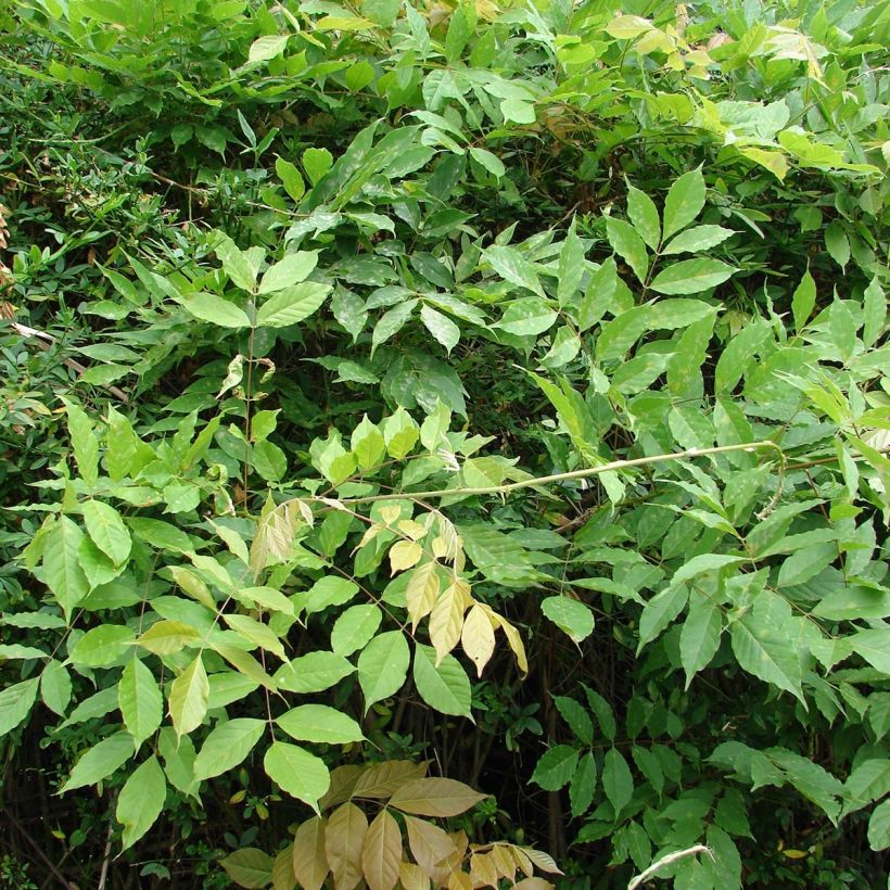 Wisteria floribunda - Glicinia japonesa (Follaje)