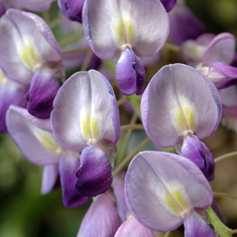 Wisteria floribunda - Glicinia japonesa (Floración)