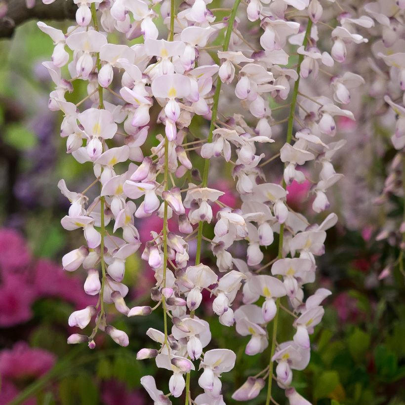 Wisteria floribunda Lipstick - Glicinia japonesa (Floración)