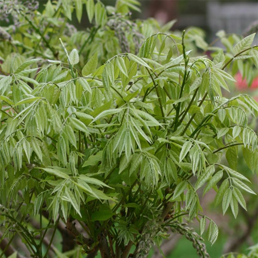 Wisteria floribunda Macrobotrys - Glicinia japonesa (Follaje)