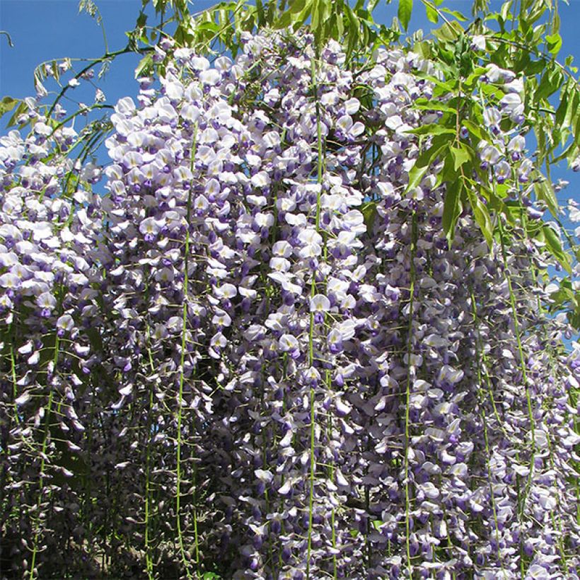 Wisteria floribunda Macrobotrys - Glicinia japonesa (Floración)