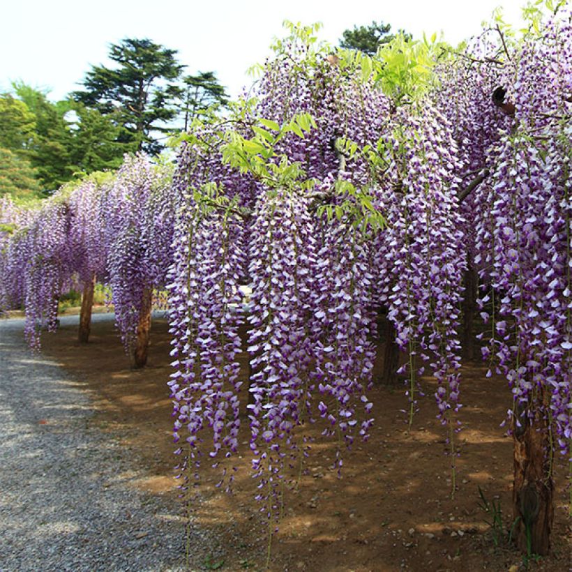 Wisteria floribunda Macrobotrys - Glicinia japonesa (Porte)