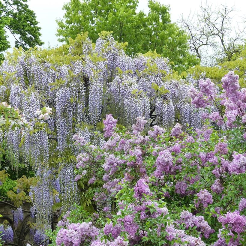 Wisteria floribunda Macrobotrys De Belder - Glicinia japonesa (Porte)