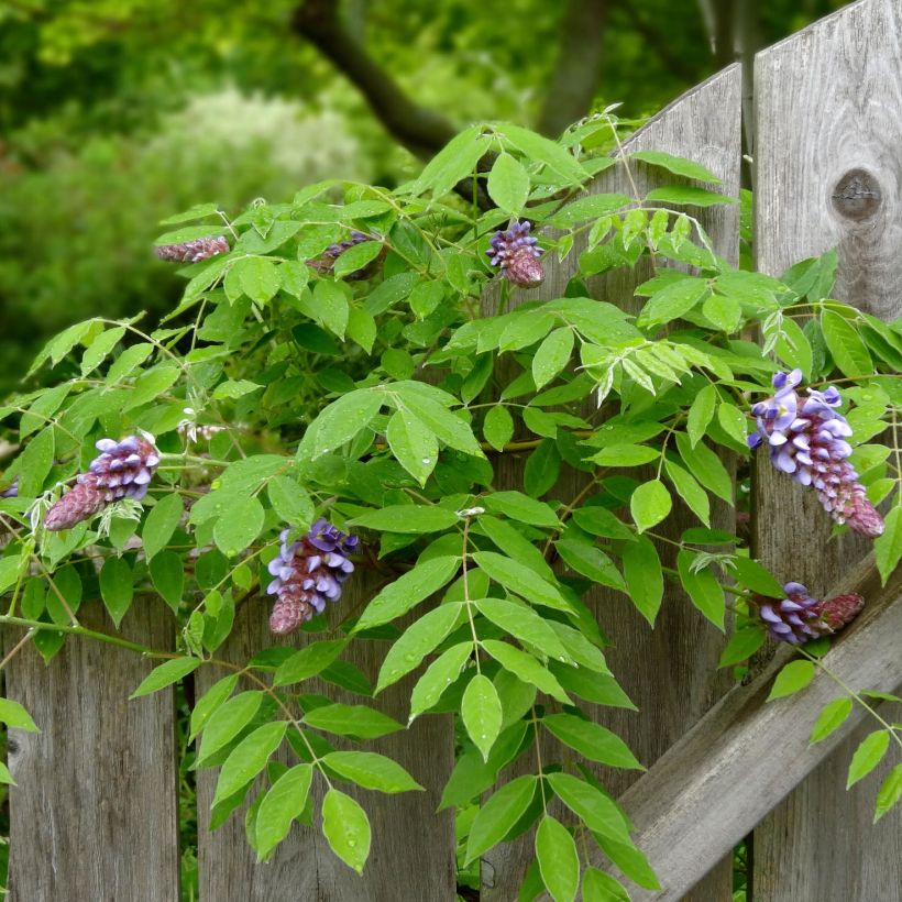 Wisteria frutescens Amethyst Falls - Glicina americana (Follaje)