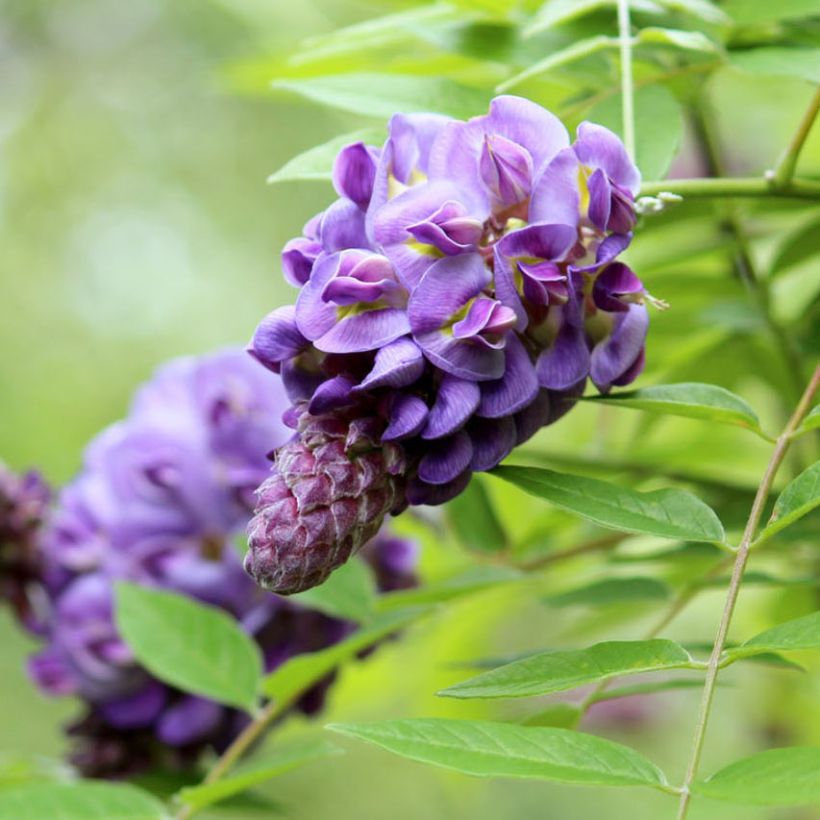 Wisteria frutescens Amethyst Falls - Glicina americana (Floración)