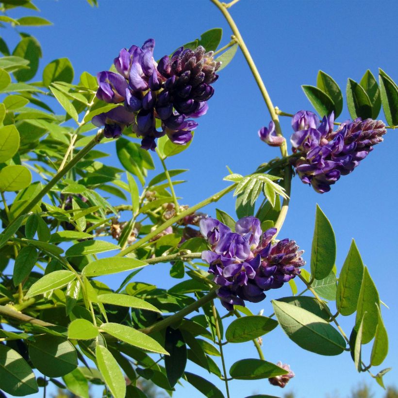 Wisteria frutescens Longwood Purple - Glicina americana (Floración)