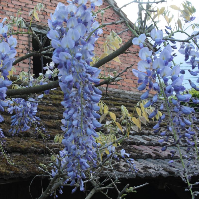 Wisteria frutescens var. macrostachya Blue Moon - Glicina americana (Floración)