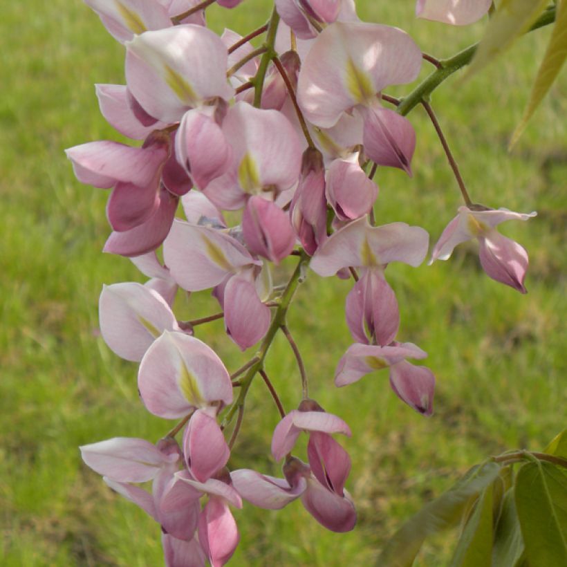 Wisteria venusta Rosea - Glicina japonesa (Floración)