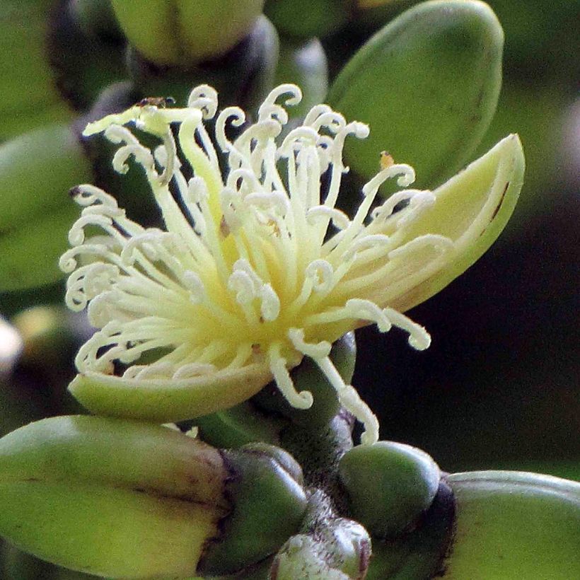 Wodyetia bifurcata - Palma cola de zorro (Floración)