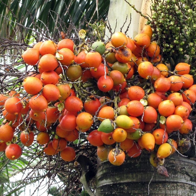 Wodyetia bifurcata - Palma cola de zorro (Cosecha)