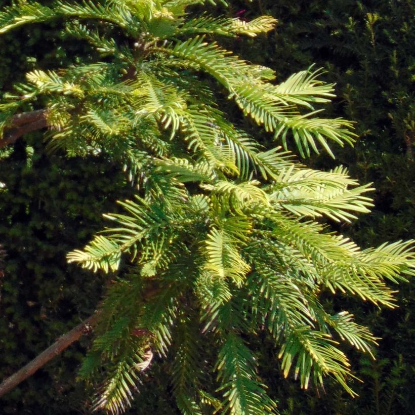 Wollemia nobilis - Pino de Wollemi (Follaje)