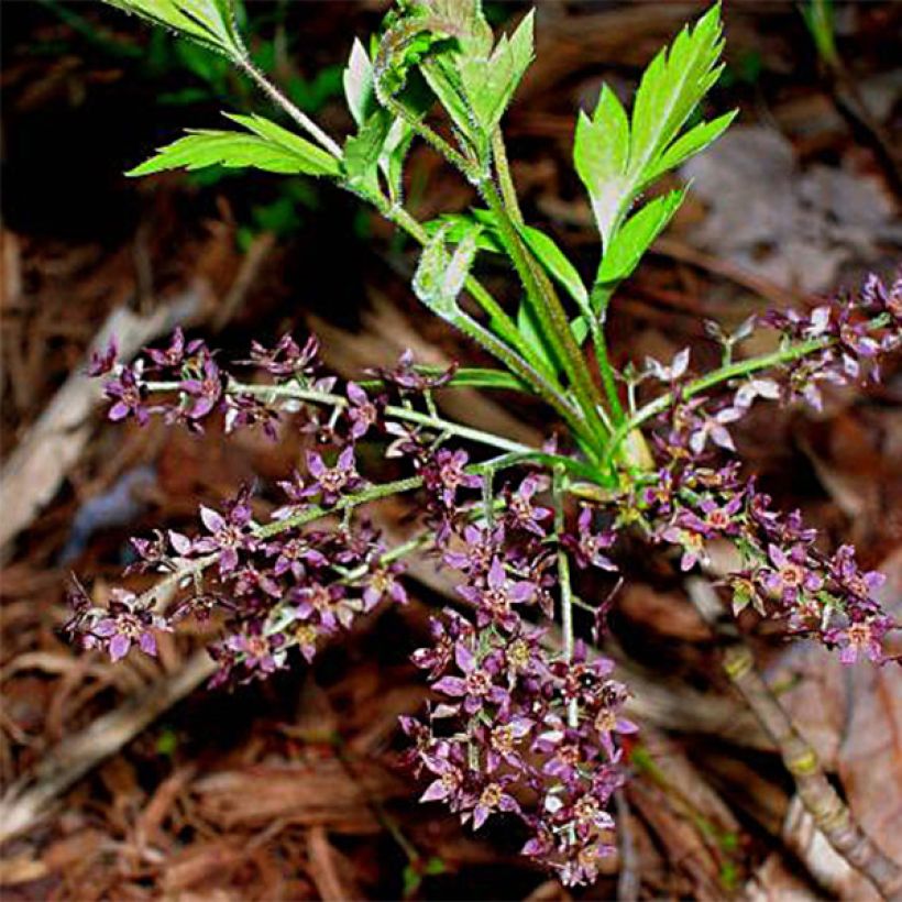 Xanthorhiza simplicissima (Floración)