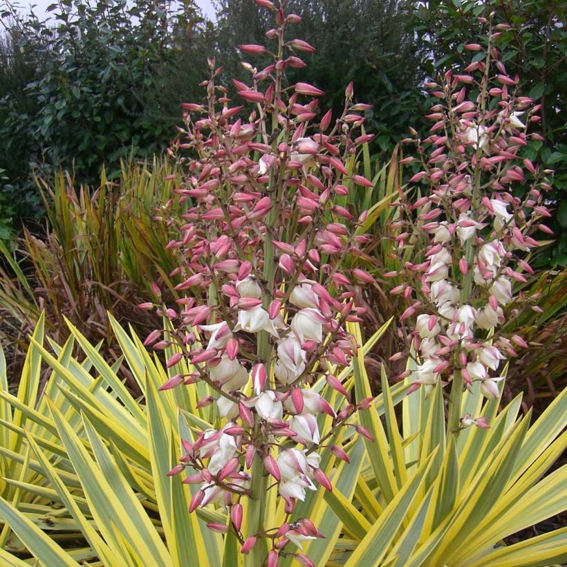 Yucca recurvifolia Bright Star (Floración)