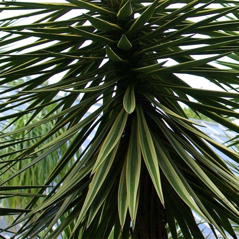 Yucca aloifolia - Yuca pinchuda (Follaje)