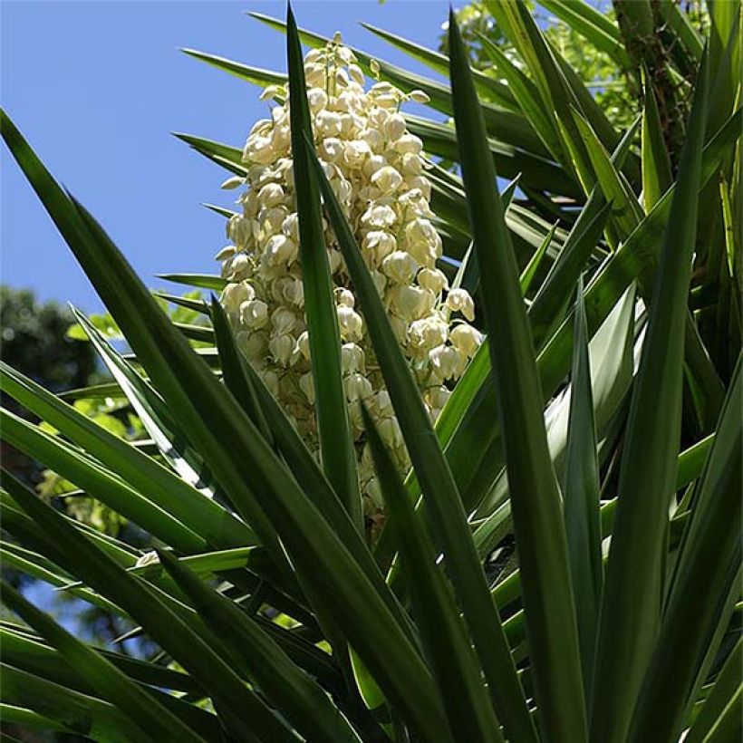 Yucca aloifolia - Yuca pinchuda (Floración)