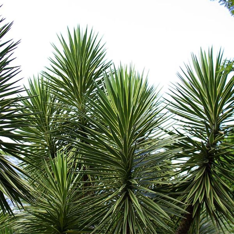 Yucca aloifolia - Yuca pinchuda (Porte)