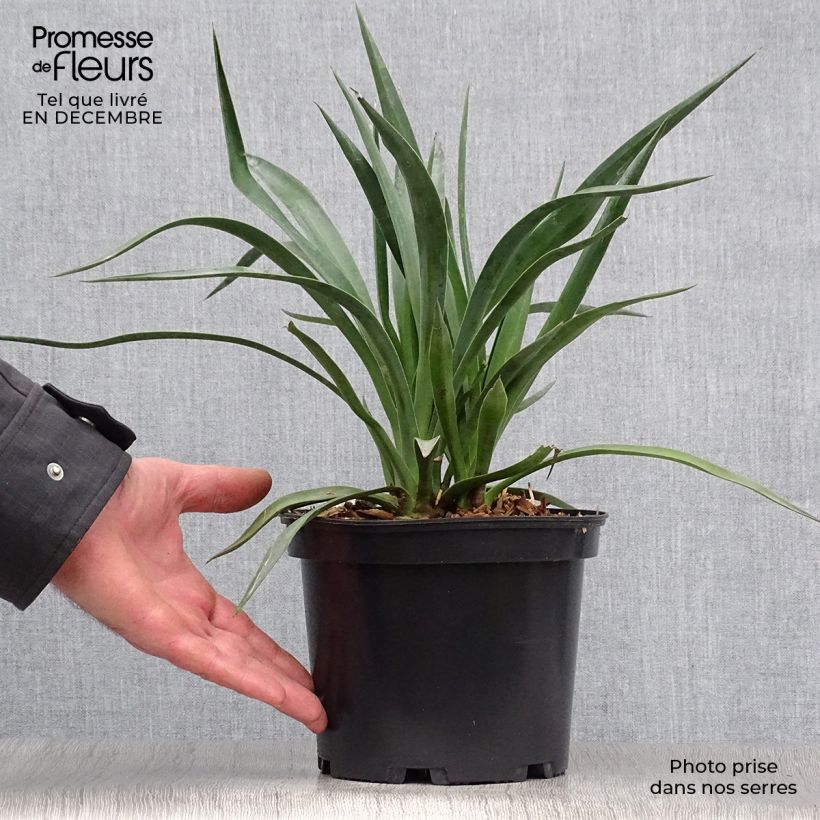 Yucca aloifolia - Yucca à feuilles d'Aloès Pot de 2L/3L Ejemplar entregado en invierno