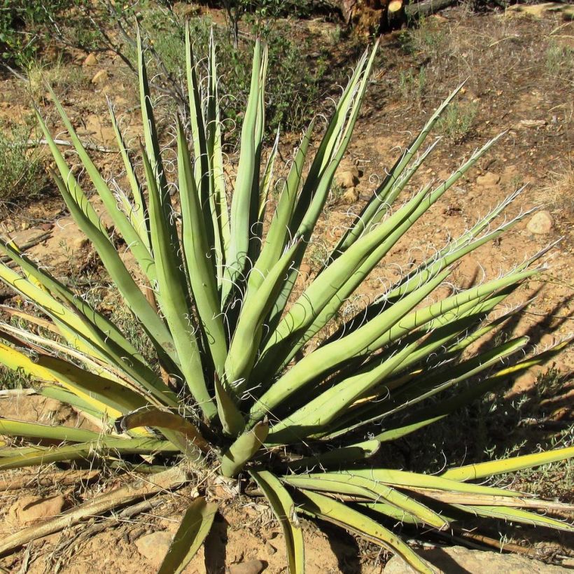 Yucca baccata - Daga española (Follaje)