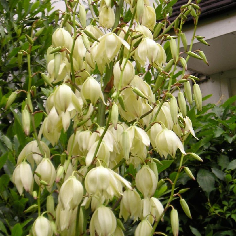 Yucca elephantipes Jewel - Yuca pie de elefante (Floración)