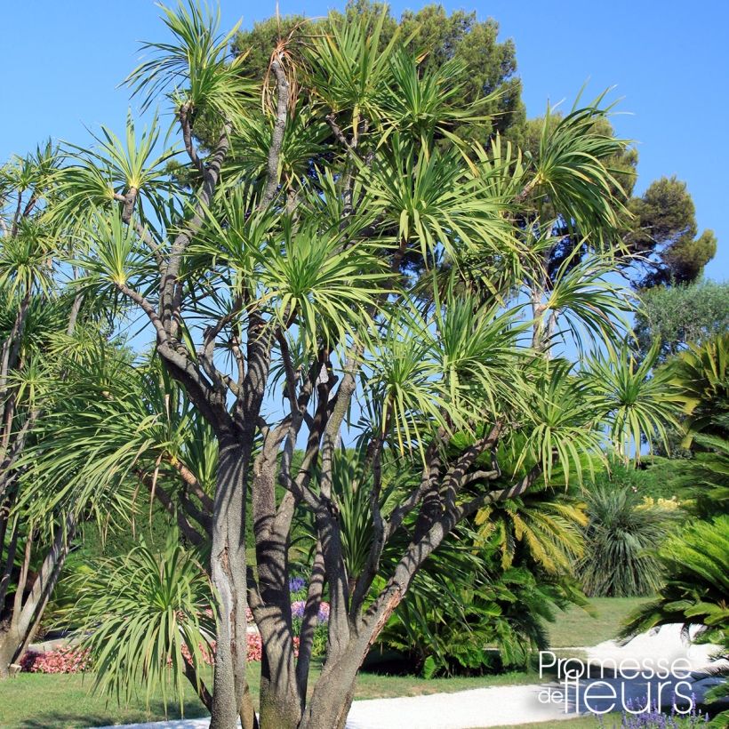 Yucca elephantipes Jewel - Yuca pie de elefante (Porte)