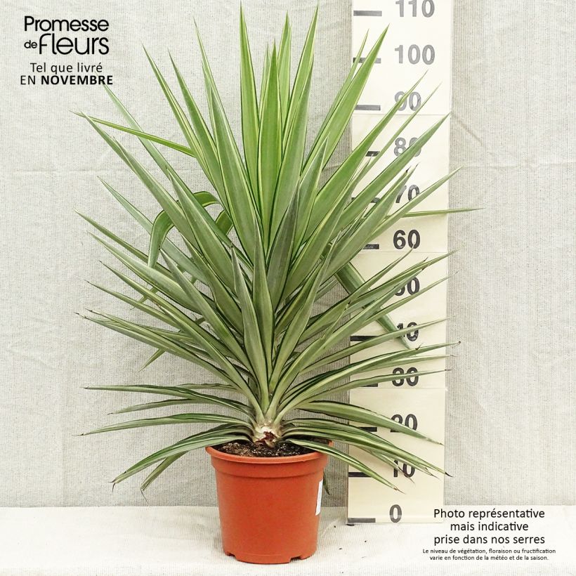 Ejemplar de Yucca elephantipes Jewel - Yucca pied d'éléphant panaché Pot de 7,5L/10L entregado en otoño