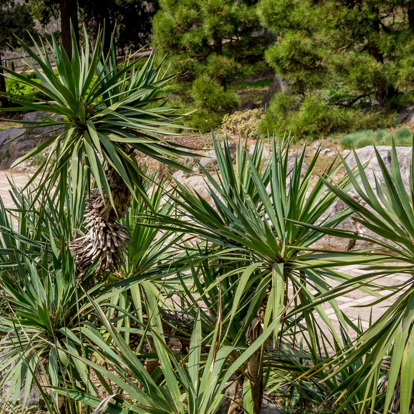 Yucca elephantipes - Yuca pie de elefante (Follaje)