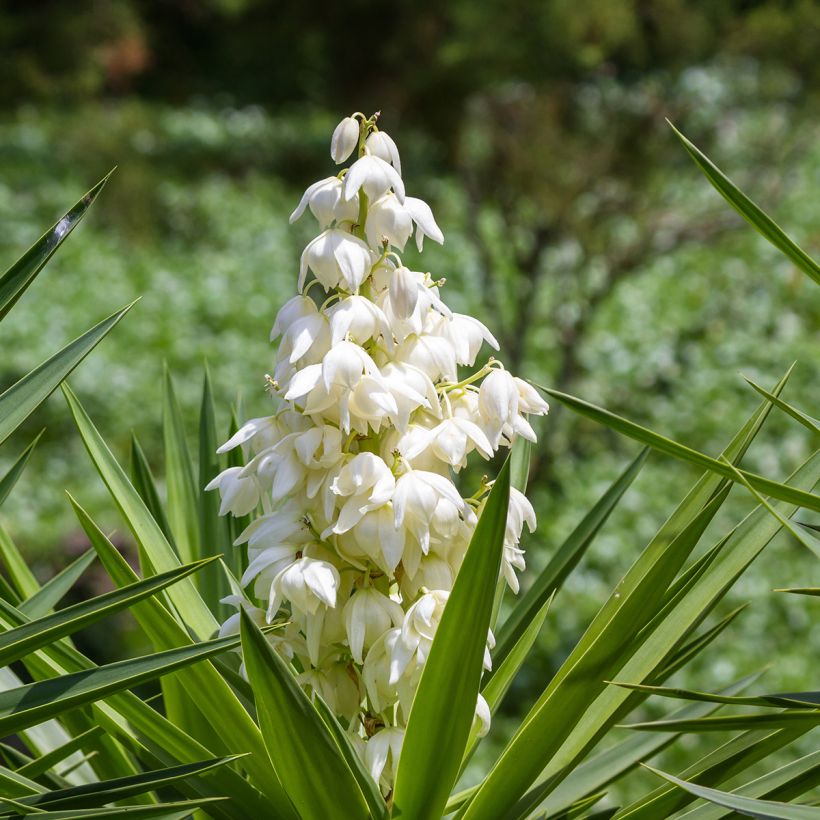 Yucca elephantipes - Yuca pie de elefante (Floración)