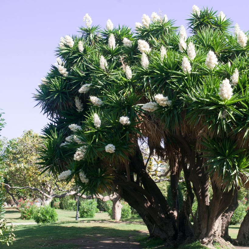 Yucca elephantipes - Yuca pie de elefante (Porte)