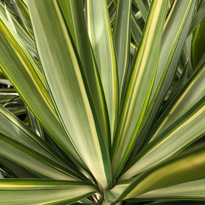 Yucca elephantipes Jewel - Yuca pie de elefante (Follaje)