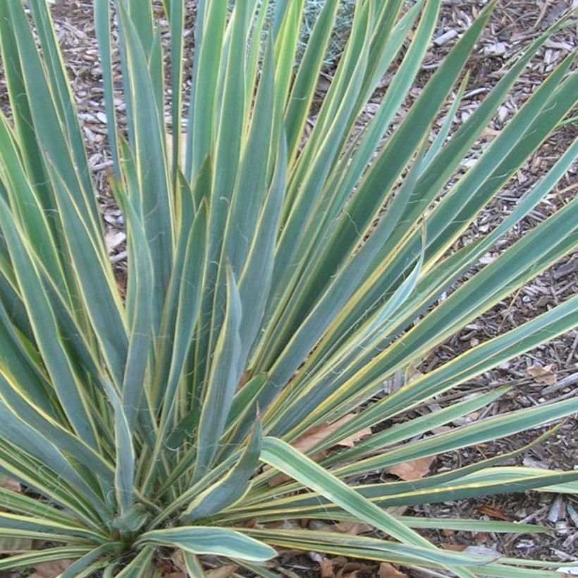 Yucca filamentosa Bright Edge - Aguja de Adán (Follaje)