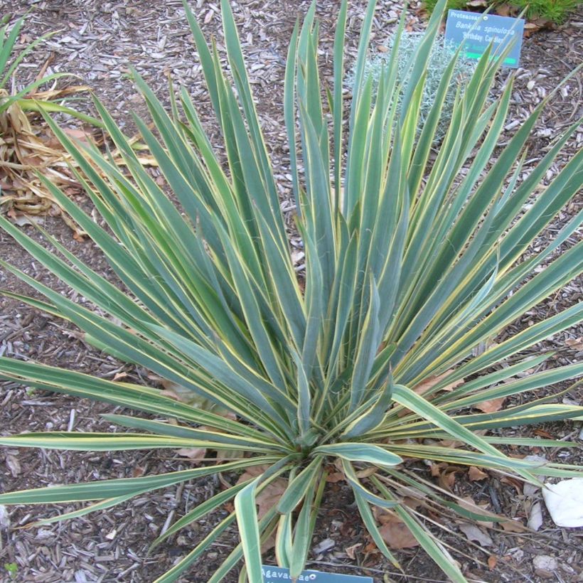 Yucca filamentosa Bright Edge - Aguja de Adán (Porte)