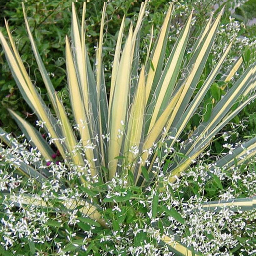 Yucca filamentosa Colour Guard - Aguja de Adán (Follaje)