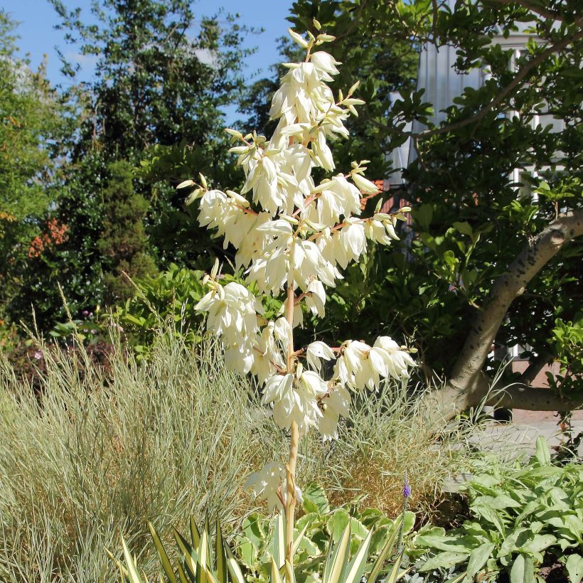 Yucca filamentosa Colour Guard - Aguja de Adán (Floración)