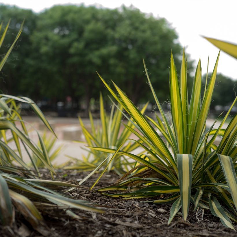 Yucca filamentosa Colour Guard - Aguja de Adán (Porte)