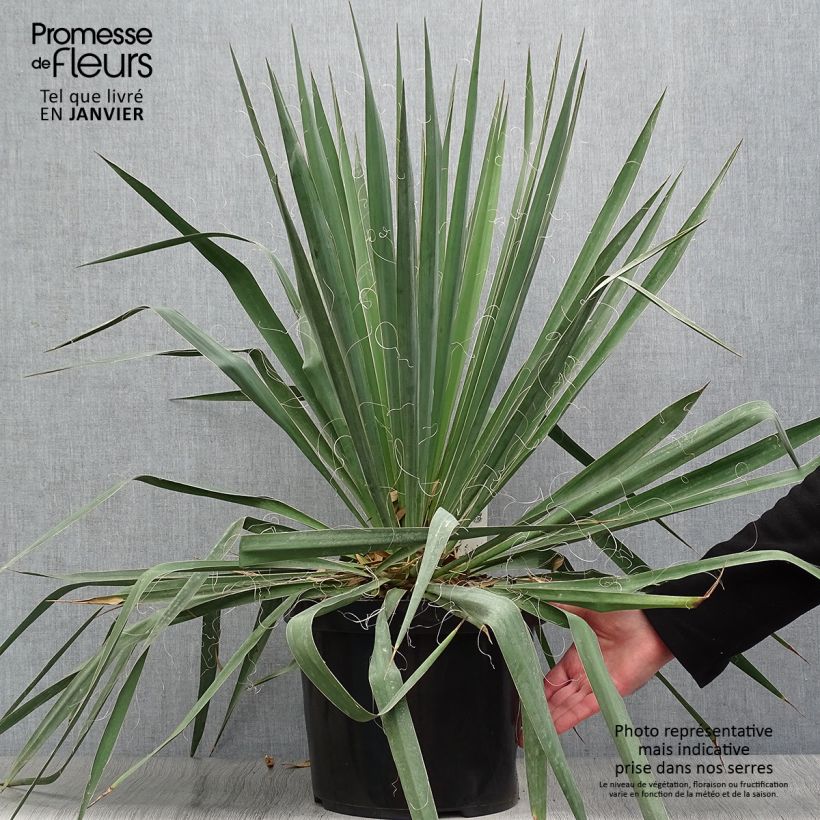 Yucca filamentosa en pot de 6L/7L Ejemplar entregado en invierno