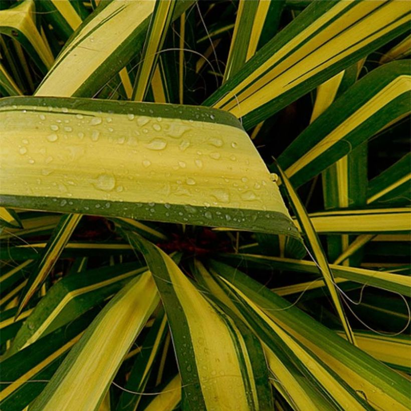 Yucca flaccida Golden Sword (Follaje)