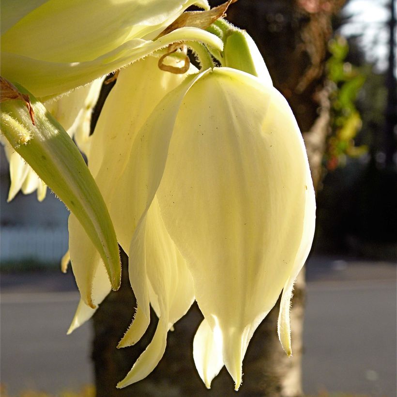 Yucca flaccida Golden Sword (Floración)