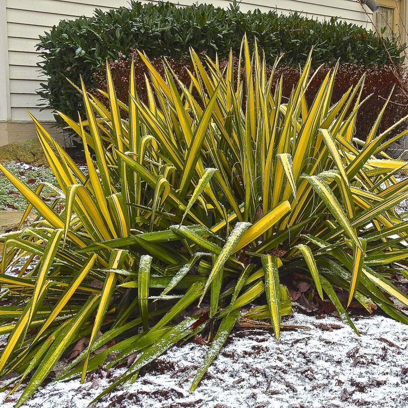 Yucca flaccida Golden Sword (Porte)