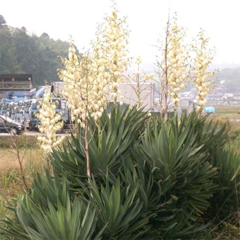 Yucca gloriosa - Daga española (Porte)