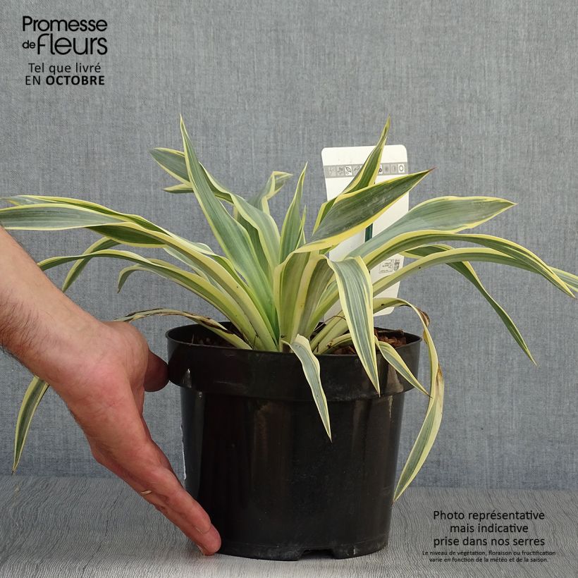 Ejemplar de Yucca gloriosa Citrus twist® - Dague espagnole Pot de 3L entregado en otoño