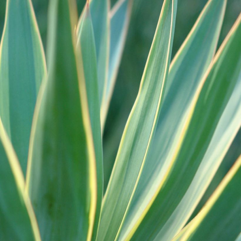 Yucca gloriosa Variegata - Daga española (Follaje)